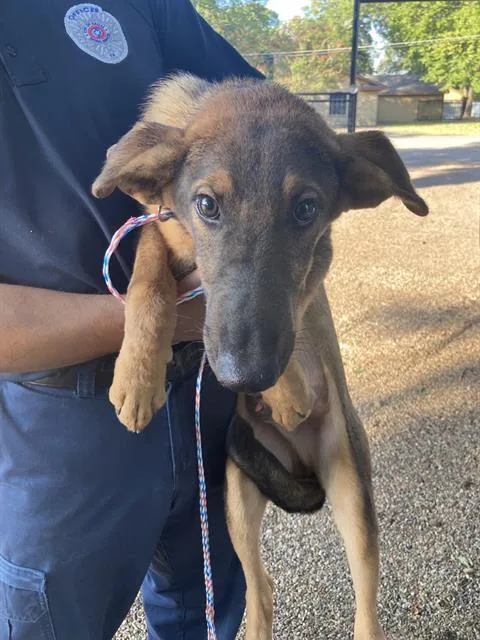 A young medium-sized male Mixed Breed dog named Landon for adoption in Dallas, TX