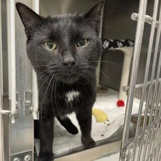 An adult large-sized male Domestic Short Hair cat named Nathaniel for adoption in Indianapolis, IN