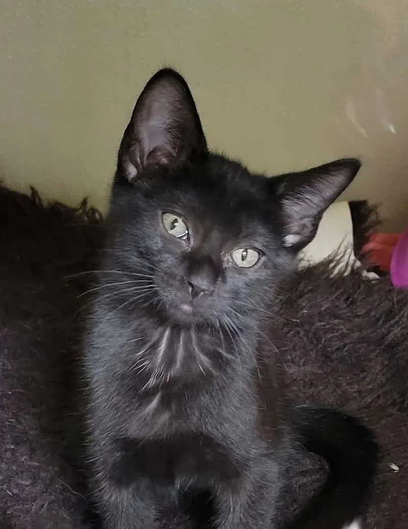 A baby medium-sized female Domestic Short Hair cat named Guinan for adoption in Portage, WI