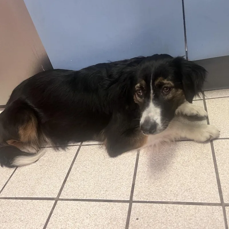 An adult medium-sized female Black Mixed Breed dog named Bonnie Lass for adoption in Charleston, WV