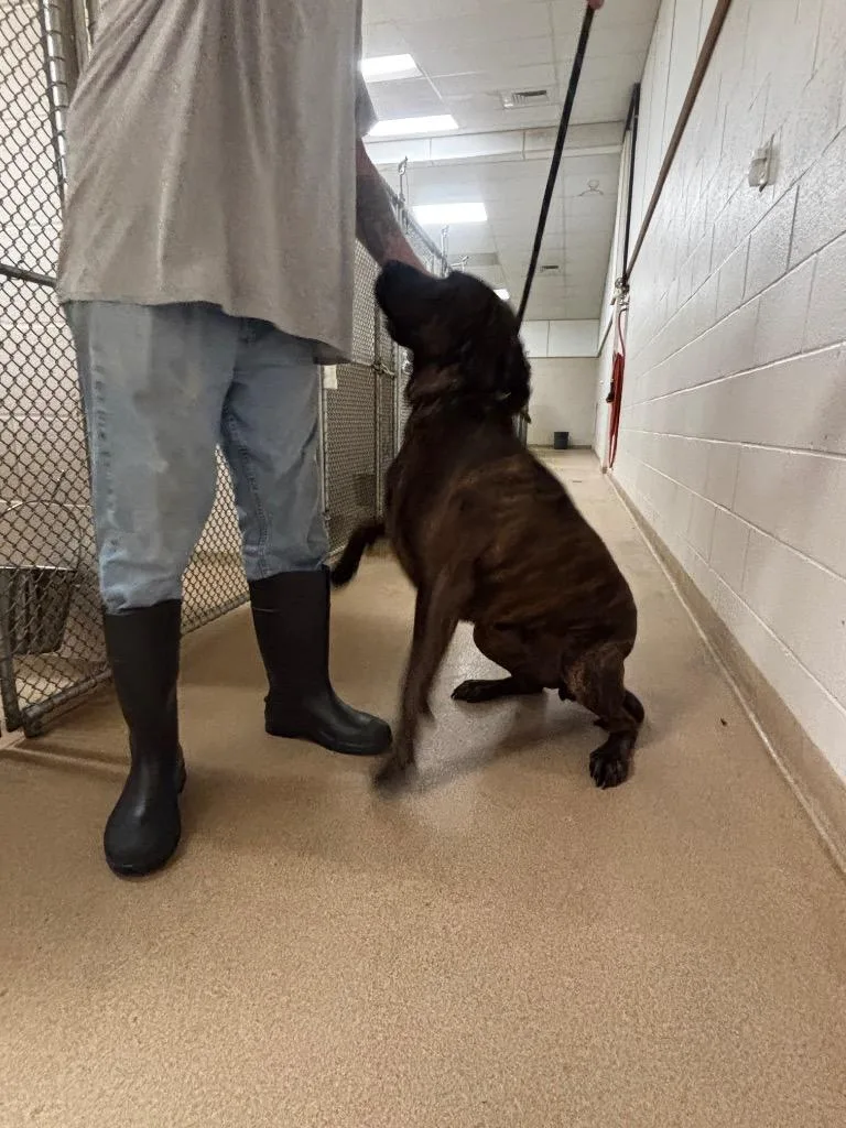 A young large-sized female Plott Hound dog named Marla for adoption in Lima, OH