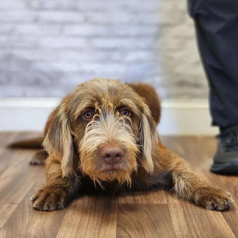 An adult large-sized male German Wirehaired Pointer dog named Yeti for adoption in Montgomery, AL