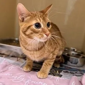 A young medium-sized male Tabby (Orange / Red) Domestic Short Hair cat named Raja for adoption in Converse, TX