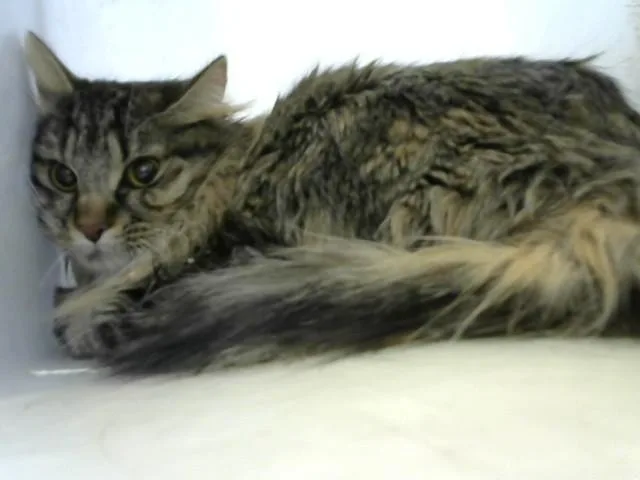 A young medium-sized female Domestic Short Hair cat named Brazil for adoption in Albuquerque, NM