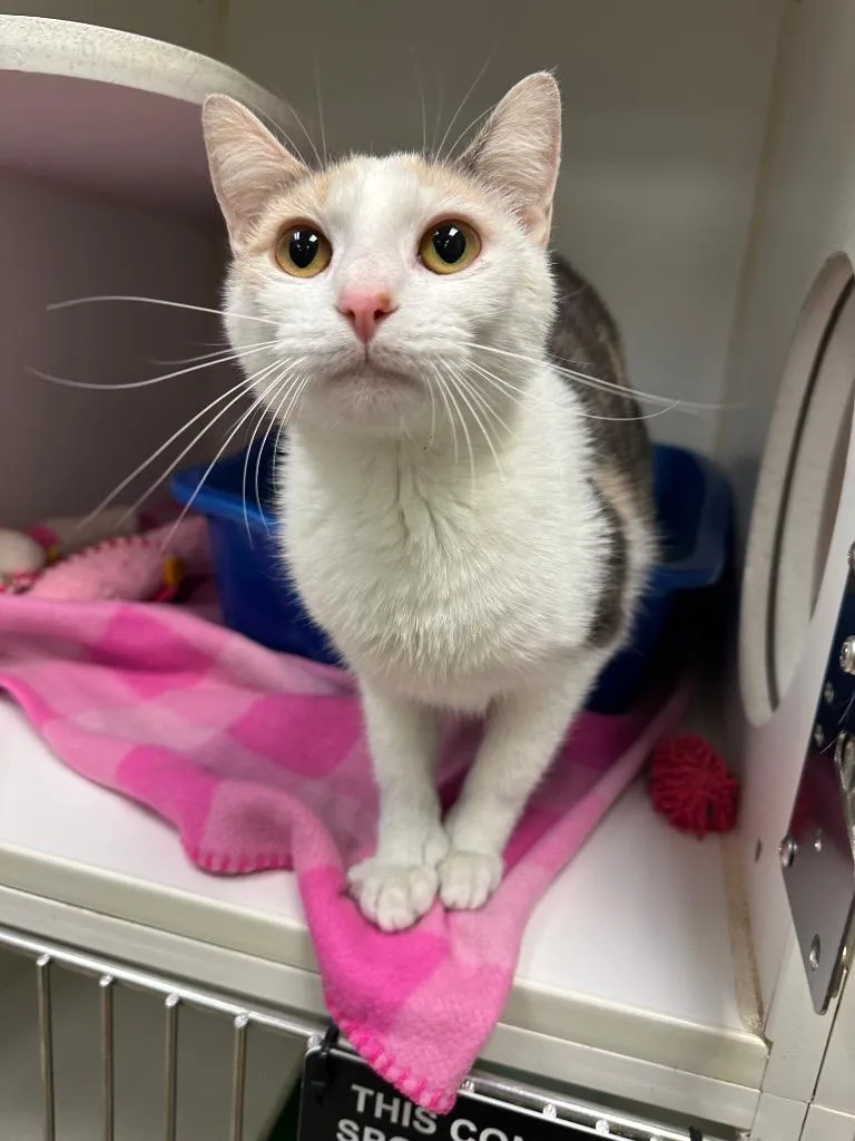 A young medium-sized female Domestic Short Hair cat named Sadie for adoption in Johnson City, TN