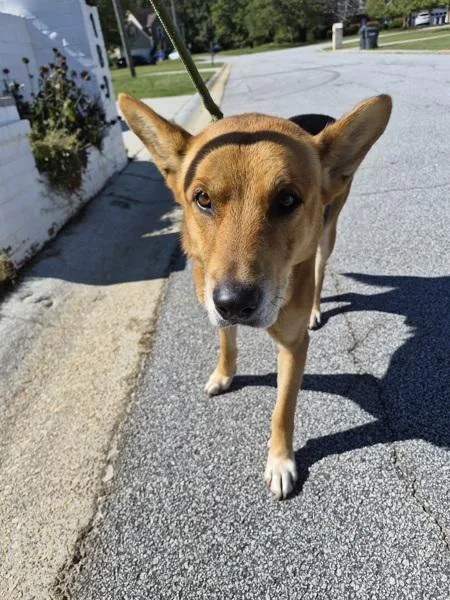 An adult large-sized male Shepherd dog named Ic for adoption in Lawrenceville, GA