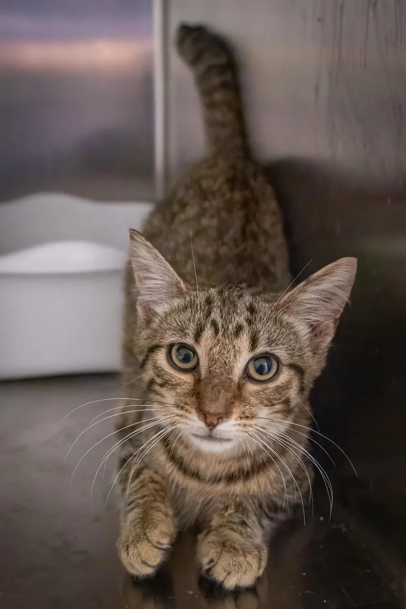 A baby medium-sized male Tabby cat named Jenson: Trainer for adoption in Greenville, DE