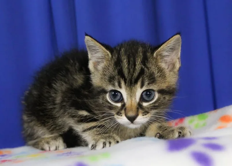 A baby medium-sized male Domestic Short Hair cat named Rob for adoption in Reynoldsburg, OH