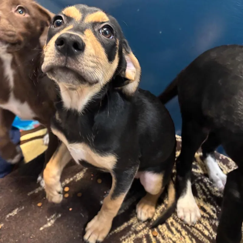 A baby medium-sized female Black Mixed Breed dog named Spatula for adoption in Washington Township, OH