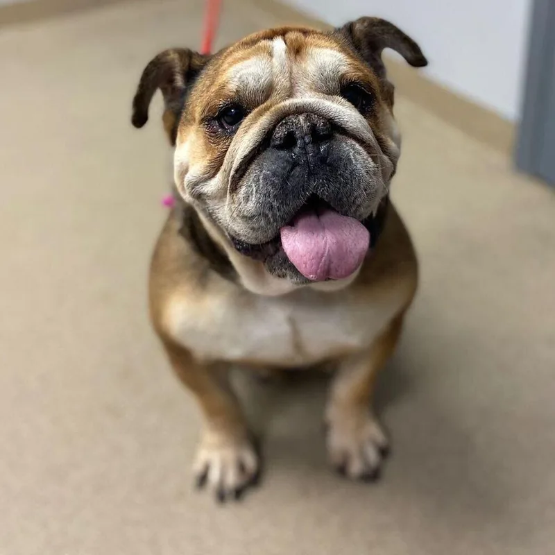 A senior medium-sized female English Bulldog dog named Nena for adoption in Denver, CO