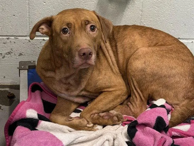 An adult large-sized female Vizsla dog named Annie for adoption in Tavares, FL