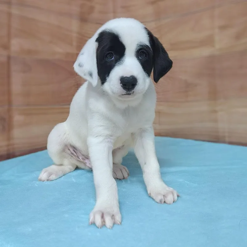 A baby large-sized male White / Cream Labrador Retriever dog named Caesar for adoption in Griswold, CT