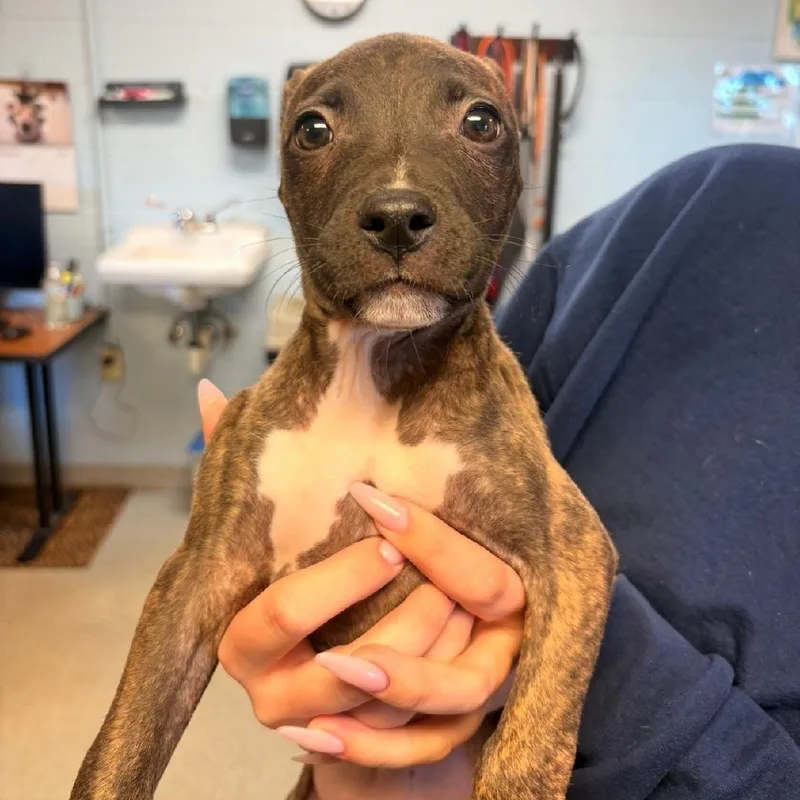 A baby large-sized female American Staffordshire Terrier dog named Raven for adoption in Medina, OH