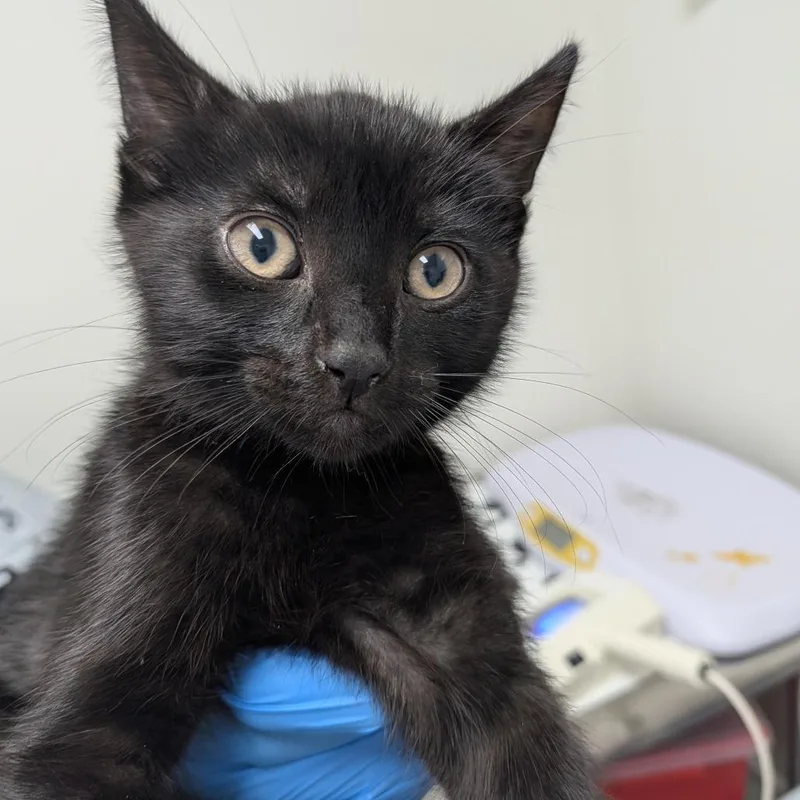A baby small-sized male Black Domestic Short Hair cat named Gertie for adoption in Long Beach, CA