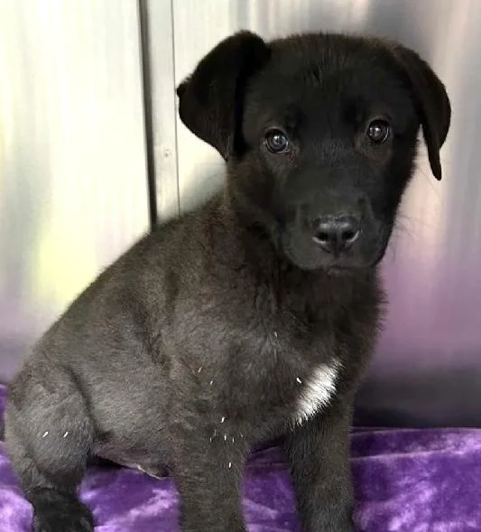 A baby medium-sized male Labrador Retriever dog named Pascal for adoption in Aurora, IL