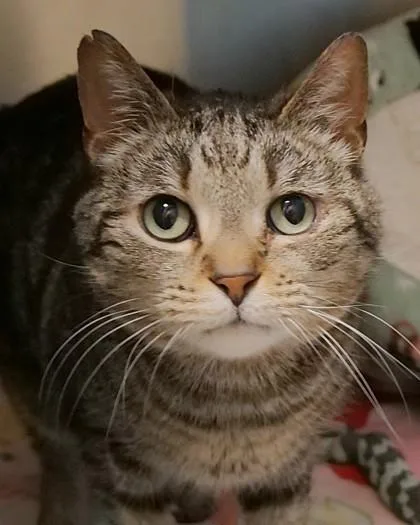 A senior medium-sized male Domestic Short Hair cat named Bean for adoption in Fishers, IN