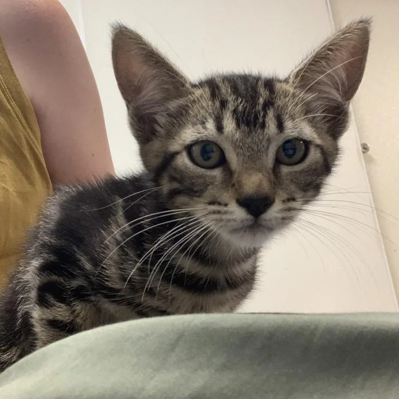A baby small-sized female Gray / Blue / Silver Domestic Short Hair cat named Mary Jane for adoption in Hattiesburg, MS