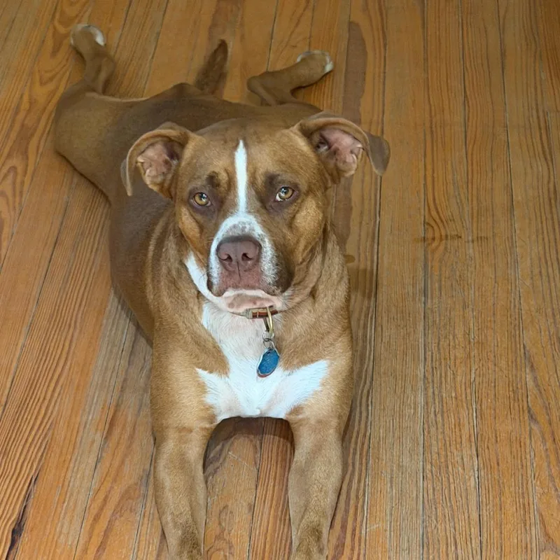 Simon