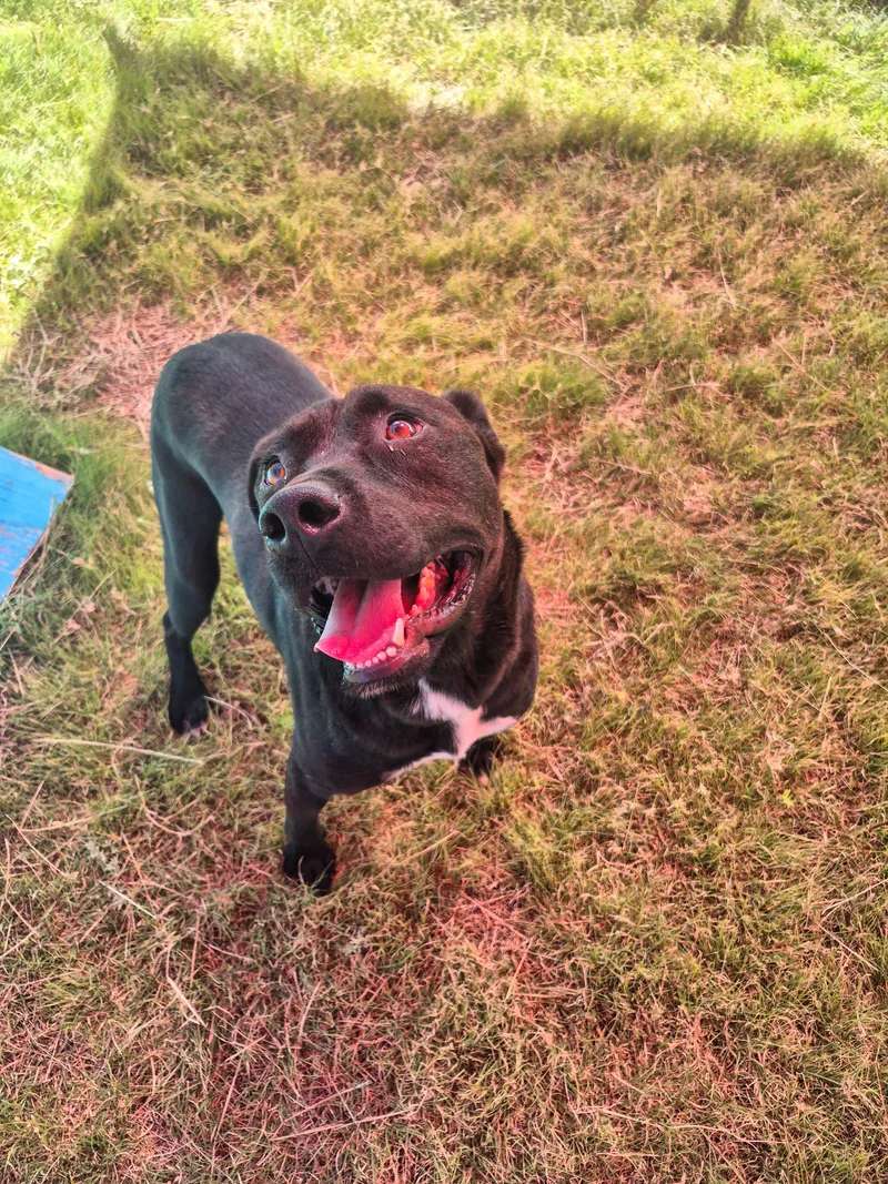 An adult medium-sized male Black Mixed Breed dog named Mickey for adoption in Canyon, TX