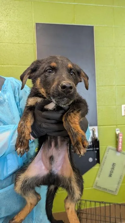 A baby large-sized male Black Mixed Breed dog named Stinky for adoption in Wichita, KS