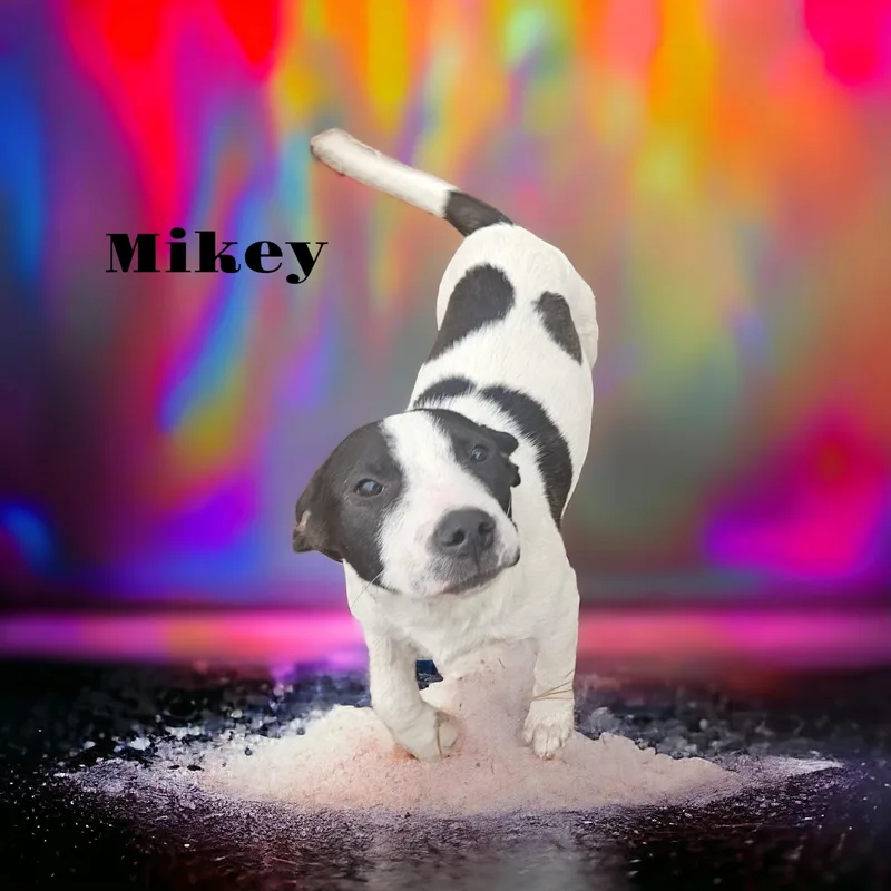 Mikey thumbnail 4