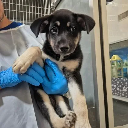 A baby large-sized female German Shepherd Dog dog named Corona for adoption in Morton Grove, IL