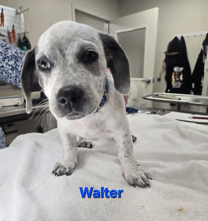 A baby medium-sized male Australian Cattle Dog / Blue Heeler dog named Walter for adoption in Whitehall, PA