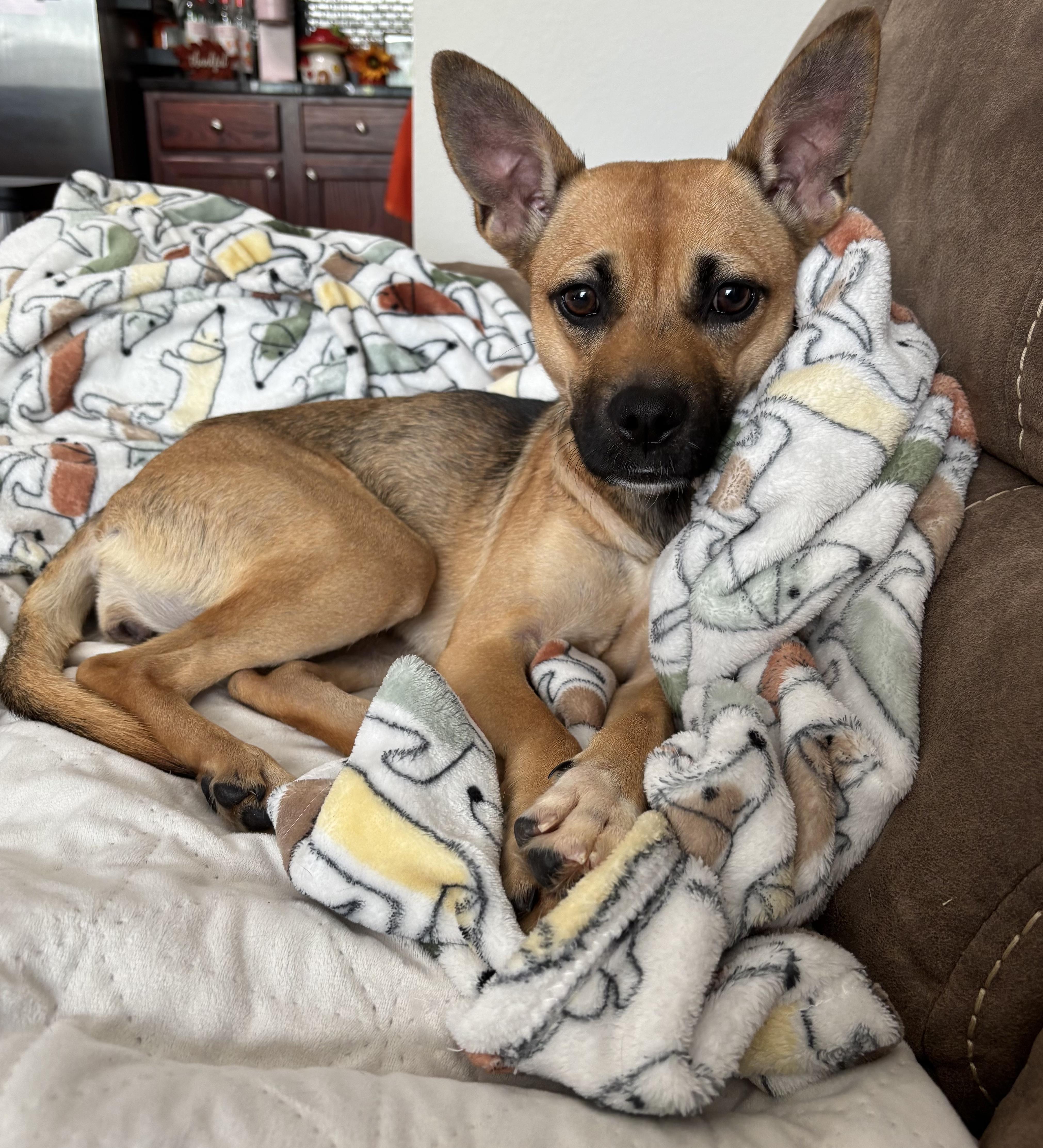 A young small-sized female Tricolor (Brown, Black, & White) Chihuahua dog named Macy Grayber for adoption in Houston, TX