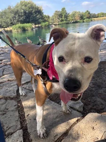 A young large-sized female Mixed Breed dog named Tessa for adoption in Austin, TX