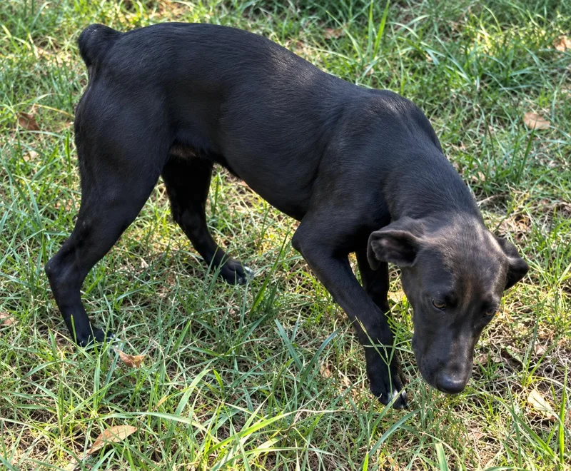 A baby medium-sized female Labrador Retriever dog named Lovely for adoption in Kiln, MS