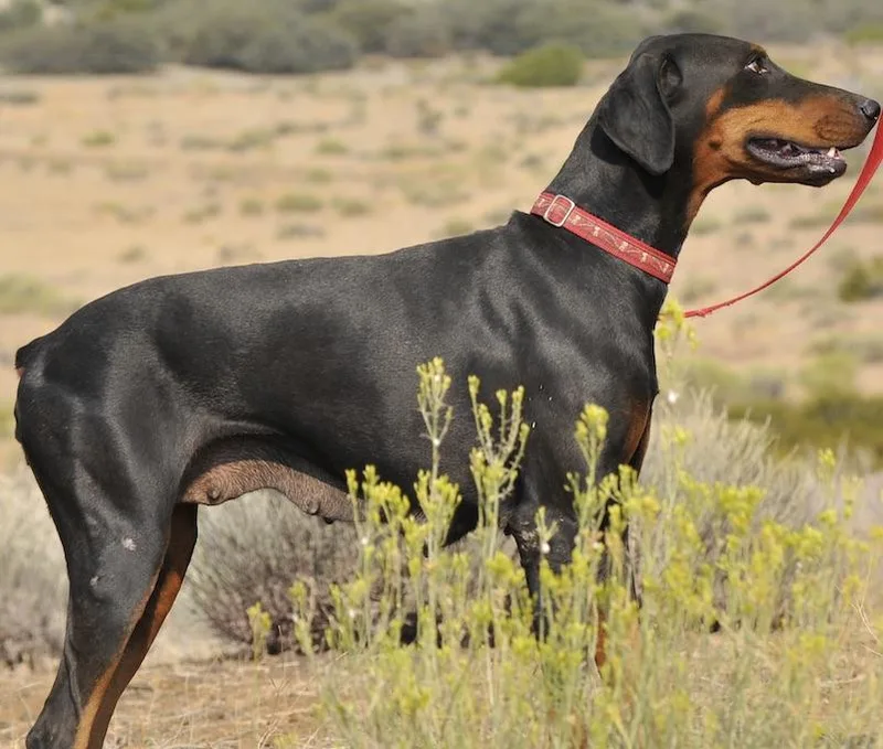 A young large-sized female Black Doberman Pinscher dog named Lara for adoption in Tehachapi, CA