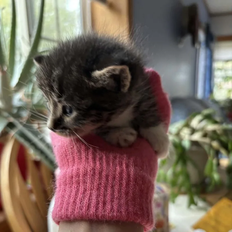 A baby small-sized male Gray / Blue / Silver Domestic Short Hair cat named Madden for adoption in Alma, WI