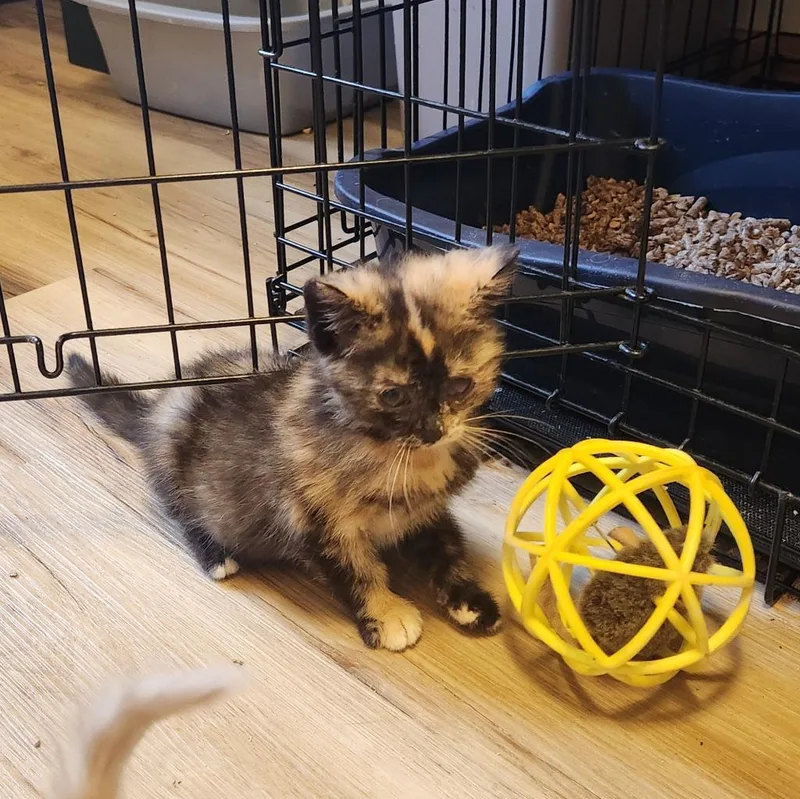 A baby medium-sized female Domestic Medium Hair cat named Debbie for adoption in Brainardsville, NY