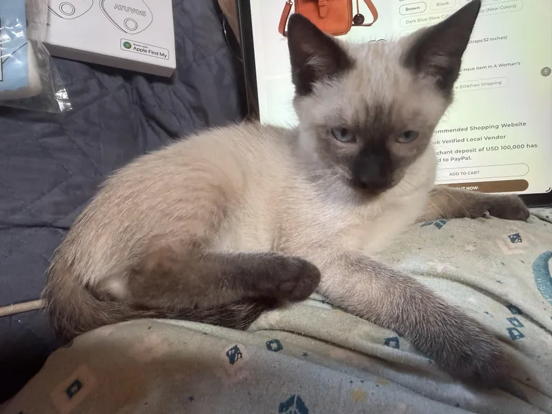 Atticus thumbnail 2