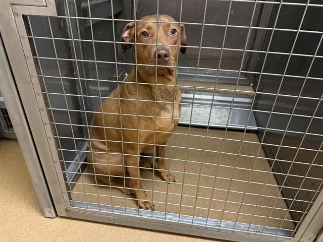 An adult medium-sized female Rhodesian Ridgeback dog named Penny for adoption in Martinez, CA