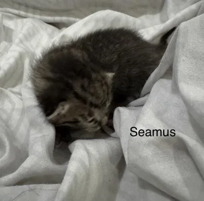 An adult small-sized male Domestic Short Hair cat named Seamus for adoption in St. Anne, IL