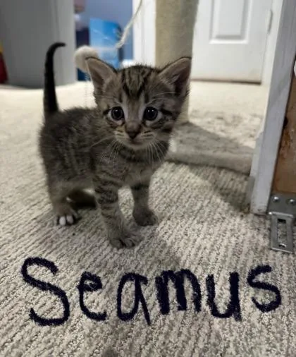Seamus thumbnail 2