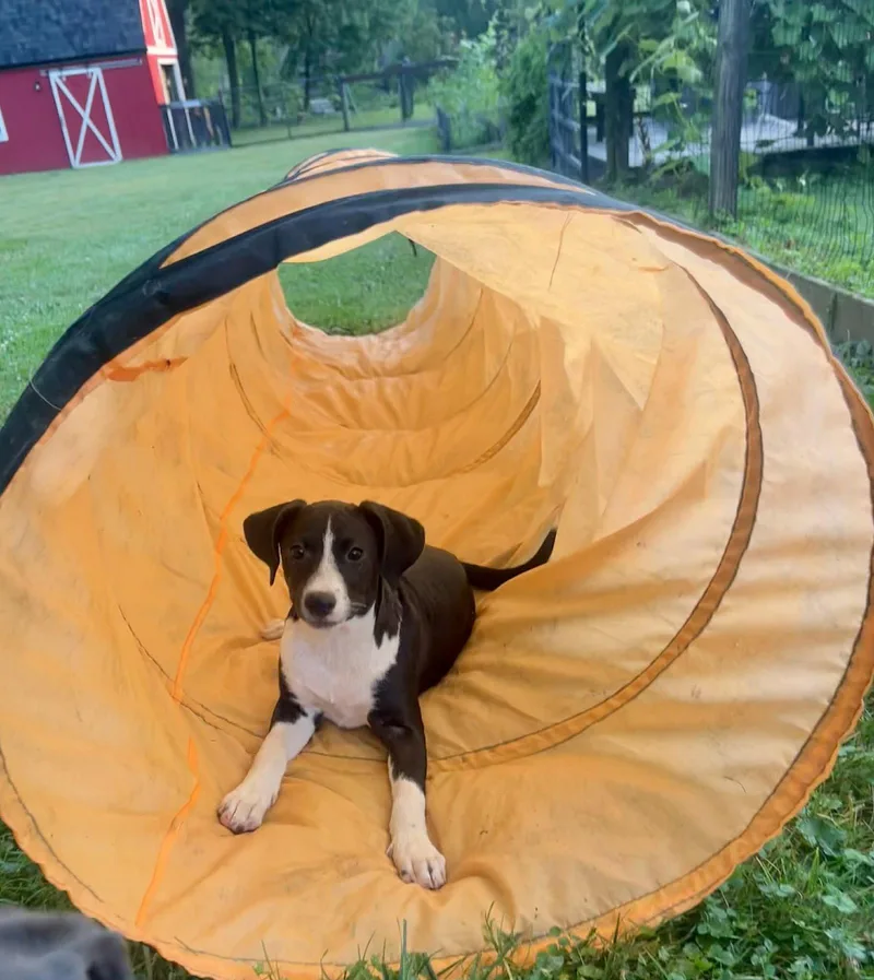 A young medium-sized female Beagle dog named Elenor for adoption in Springville, NY