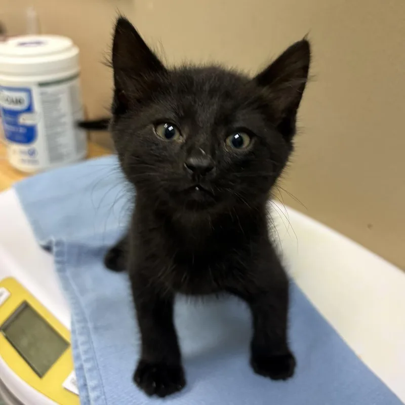 A baby small-sized male Black Domestic Short Hair cat named Unknown for adoption in Tacoma, WA