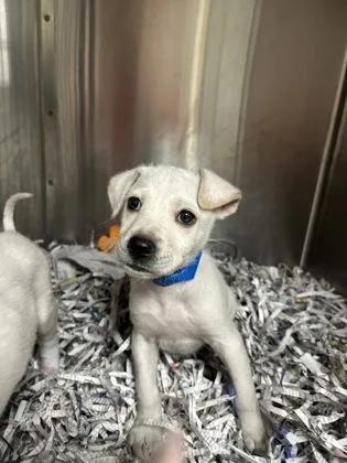 A baby large-sized male Labrador Retriever dog named Pineapple for adoption in Morton Grove, IL