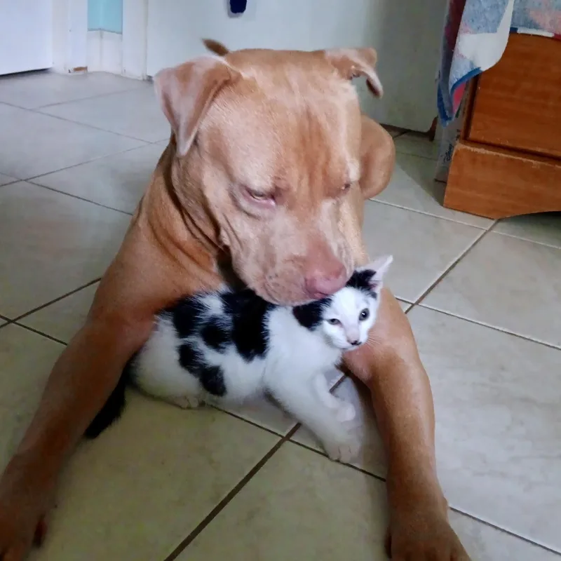 A young medium-sized male Golden American Staffordshire Terrier dog named Bubs for adoption in Houston, TX
