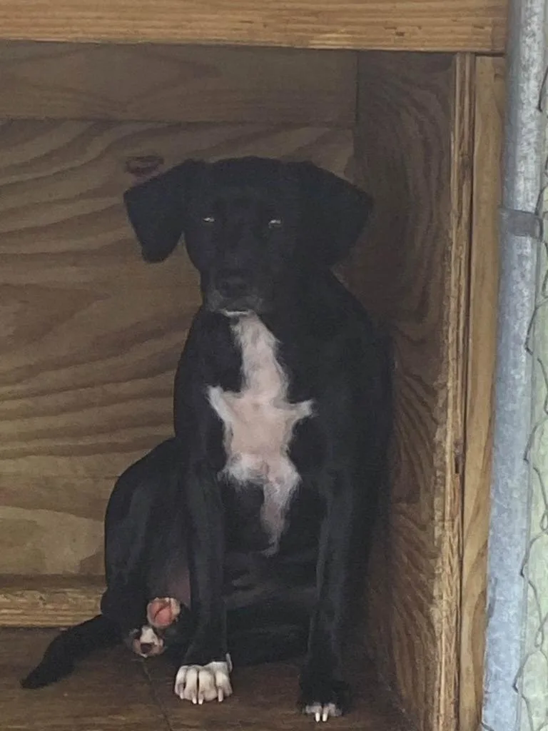 A young large-sized male Mixed Breed dog named Sargent Carter for adoption in Lakeland, GA