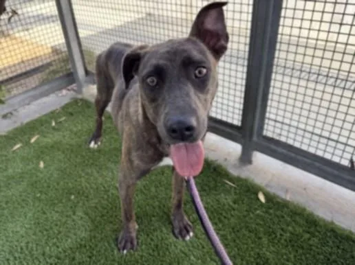 An adult large-sized female Pit Bull Terrier dog named Jess for adoption in Los Angeles, CA