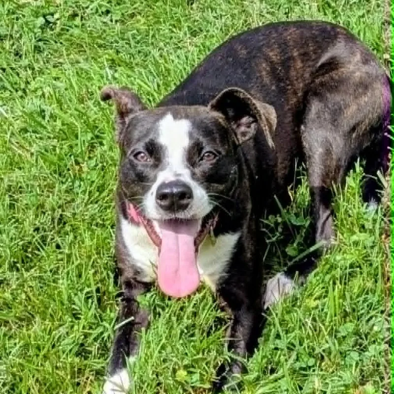 A young medium-sized female Black Mixed Breed dog named Lilly Pad for adoption in Jeffersonville, IN