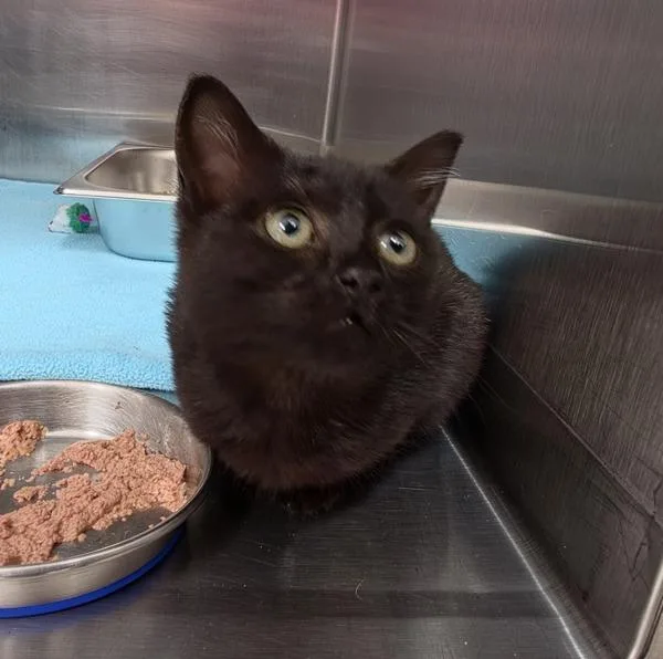 A baby small-sized female Domestic Short Hair cat named Pomfrey  Bonded W for adoption in Silverdale, WA