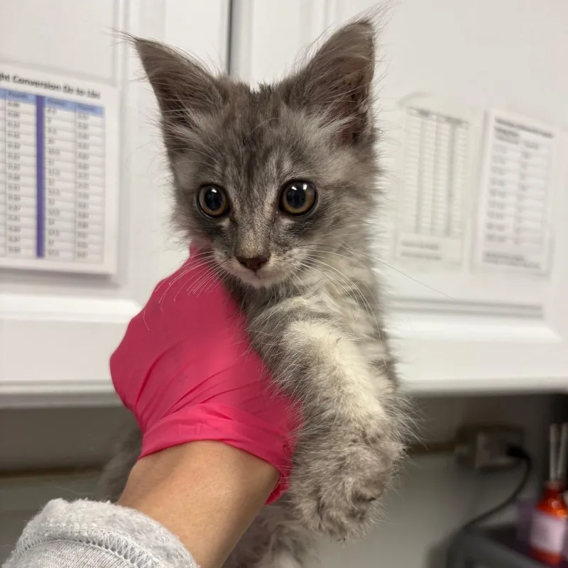 A baby small-sized female Domestic Short Hair cat named Scrabble for adoption in Greenville, SC
