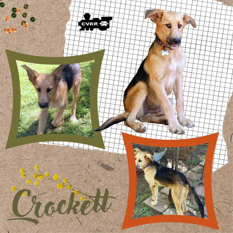 A young medium-sized male Shepherd dog named Crockett for adoption in LINDSAY, CA