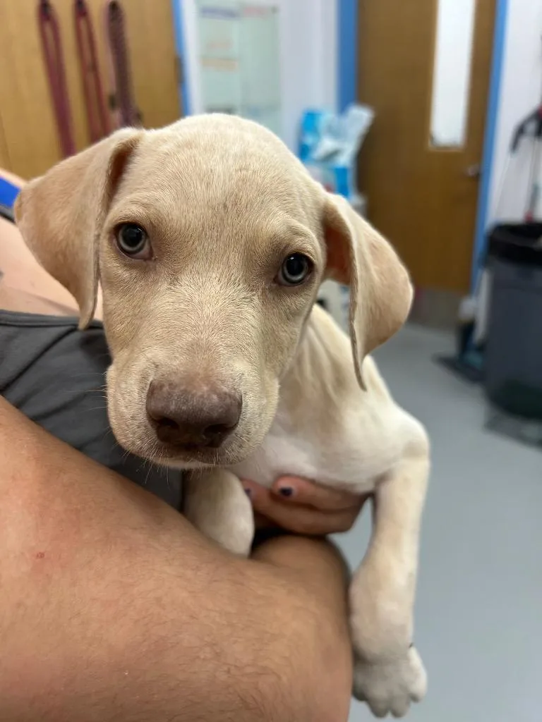 A baby medium-sized female Shepherd dog named Kendra for adoption in Hartsville, SC
