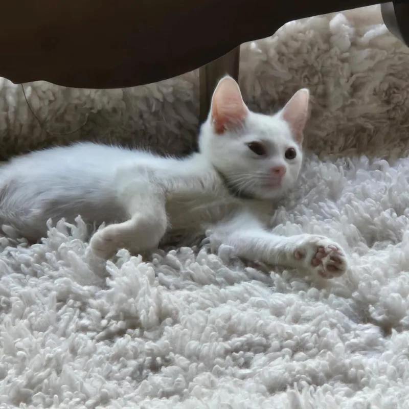 A baby medium-sized male White Domestic Short Hair cat named Tiki for adoption in Hamburg, NY