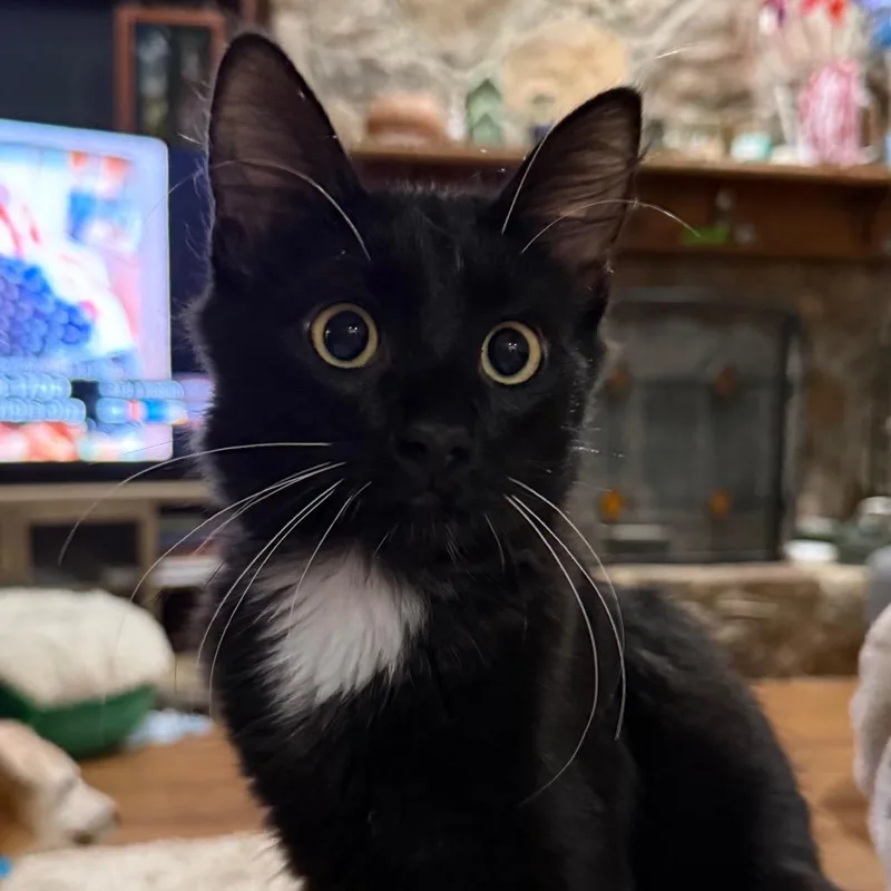 Mr Bojangles